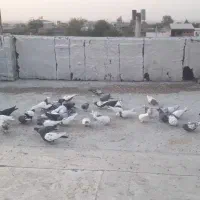 کبوتر سینه وتک پر وطوقی|پرنده|فاضل آباد, |دیوار