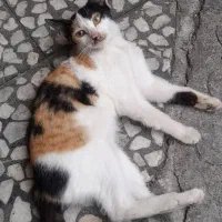 واگذاری بچه گربه رایگان|گربه|رشت, بازار|دیوار