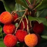 نهال اربوتوس (توتفرنگی درختی)