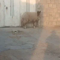 بره قوچ سنجابی بره ماده بختیاری درجه یک|حیوانات مزرعه|ماهیدشت, |دیوار