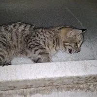 واگذاری بچه گربه|گربه|بجنورد, |دیوار