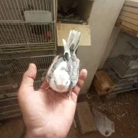 جوجه عروس نرمه خور