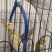 عروس هلندی|پرنده|قائمشهر, |دیوار