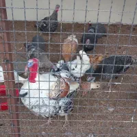 فروش مرغ و خروس گلین و بوقلمون