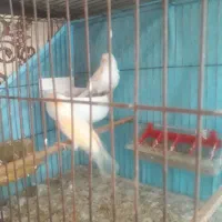 قناری نرماده آماده|پرنده|پارس‌آباد, |دیوار