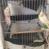 فروش عروس هلندی نر