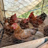 مرغ خروس محلی