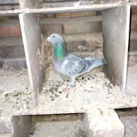 کبوتر مسافتی|پرنده|خسروشاه, |دیوار