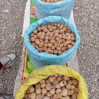 گردو محلی|خوردنی و آشامیدنی|رشت, پاستوریزه|دیوار