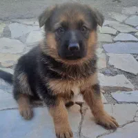 سگ ژرمن شولاین ماده، زرنگ و باهوش