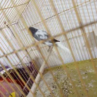 قناری رسمی بلند|پرنده|یزد, |دیوار