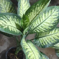 گل و گیاه فروشی و خدمات باغبانی