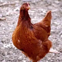 تخم نطفه دار نژاد لوهمن براوون