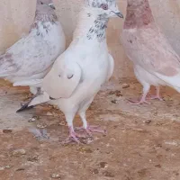 ۹ عدد مایه کفتر دونسته و حسابی