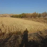 فروش زمین کشاورزی|اجارهٔ دفتر صنعتی، کشاورزی، تجاری|میانه, |دیوار