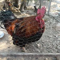 خروس