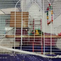 طوطی برزیلی|پرنده|خوی, |دیوار