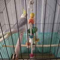 عروس هلندی همراه قفس بزرگ|پرنده|ماهدشت, |دیوار