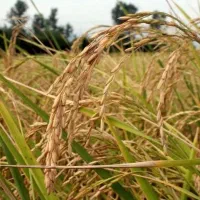 برنج طارم کشت دوم امراللهی . اعیونی و مناسب مجالس