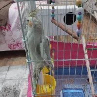 عروس هلندی مولد