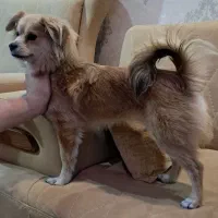 سگ پامر|سگ|مشکیندشت, |دیوار