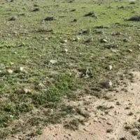 فروش 2000 متر مربع زمین کنار جاده