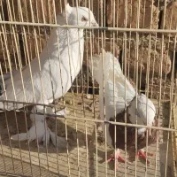 کبوتر|پرنده|قم, آزادگان|دیوار