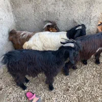 فروش کهره نر و گیسه
