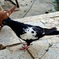 سینه کله|پرنده|کاشمر, |دیوار