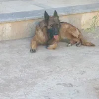 سگ ژرمن ۲ ساله ماده خط خونی بالا شیب دار باهوش