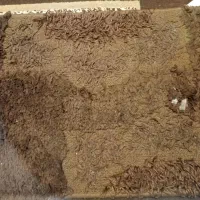 فرش  یک  ونیم  متری  همراه  دوتاپادری|فرش|کرج, باغستان|دیوار