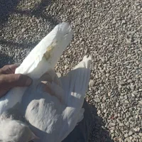 ماده چپ هفت‌رنگ جوون