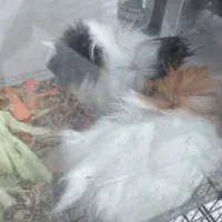 خوکچه و همستر|موش و خرگوش|قدس, شهرقدس|دیوار