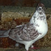 کبوتر سالم 150