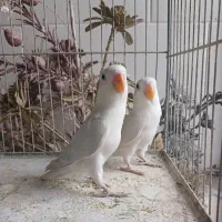 طوطی برزیلی