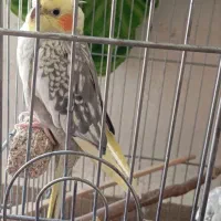 عروس هلندی ماده معاوضه با نر