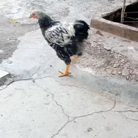 خروس ویاندوت سیلور