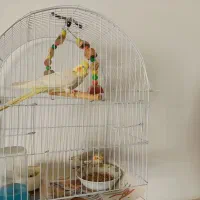 عروس هلندی دو عدد|پرنده|قم, حکمت شمالی|دیوار