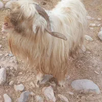 بهده داشت