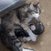 لانگ هیر و بچش