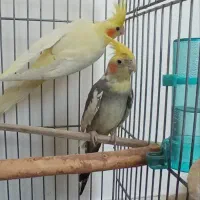 عروس هلندی جفت مولد