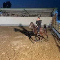 اسب دره شور