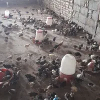 جوجه گلپایگانی ۴۰ روزه