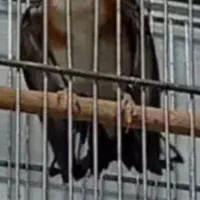 سیره کت باز کن