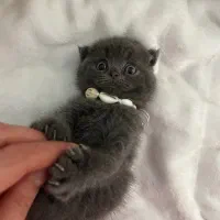 بچه گربه اصیل|گربه|مشهد, فدک|دیوار