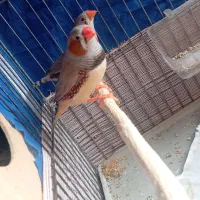 فنچ کینگ درشت