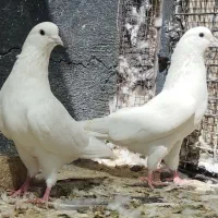 ده طوق خال روشن|پرنده|تهران, نیروی هوایی (پیروزی)|دیوار