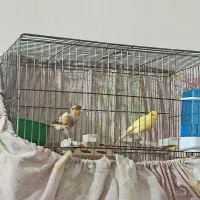 قناری|پرنده|یزد, |دیوار