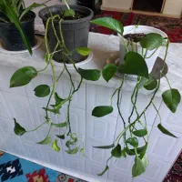 گل طبیعی خانگی