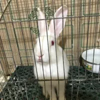 واگذاری خرگوش نژاد بلژیک JAN Reed